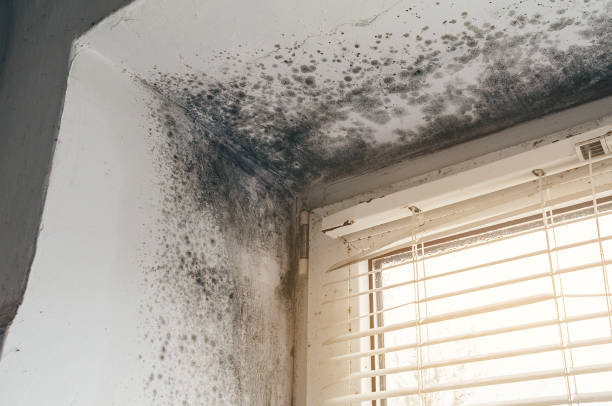 Affordable Mold Cleanup solutions in Dallas, TX